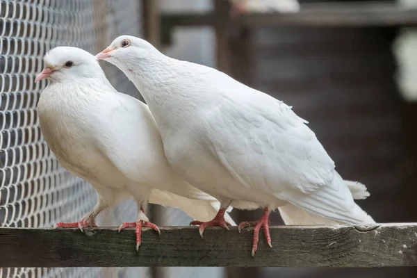 Duas Pombas Brancas Sentadas Num Poste Pássaros Uma Jaula — Fotografia de Stock