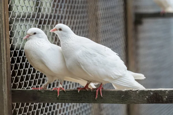 Two white doves sitting on a pole. Birds in a cage