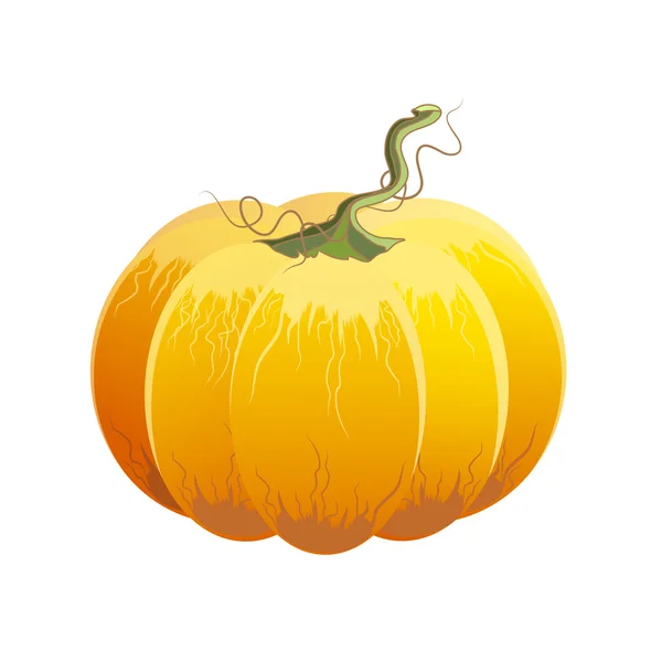 Pumpkin — Stock Vector