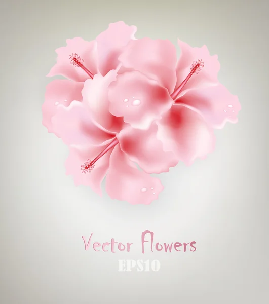 Pink Flowers — Stock Vector
