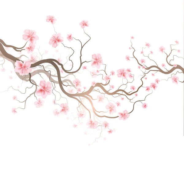 Sakura — Image vectorielle