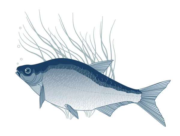 Bream. — Vector de stock