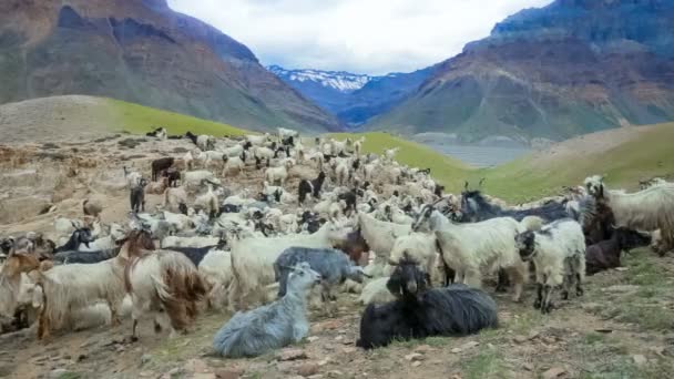 Горные козы, Долина Спити — стоковое видео