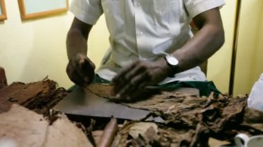 puro üretimi. Küba.