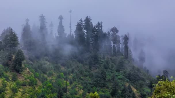 Niebla en el timelapse del bosque — Vídeo de stock