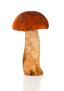 Orange-cap Boletus mushroom clipart