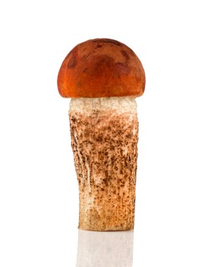 Turuncu-cap boletus mantar