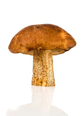 kahverengi kap boletus mantar