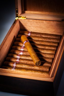 puro humidor içinde