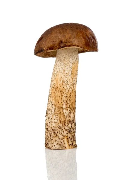 Kahverengi kap boletus mantar — Stok fotoğraf