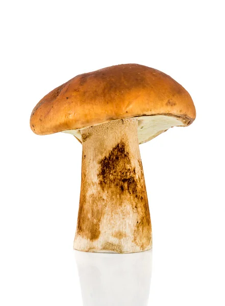 Porcini a popular edible mushroom — Stock Photo, Image