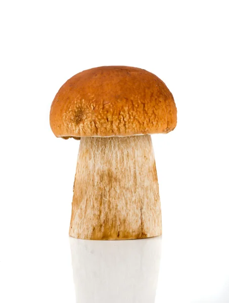 Porcini um popular cogumelo comestível — Fotografia de Stock