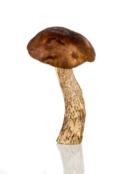 Brown cap boletus mushroom — Stock Photo, Image