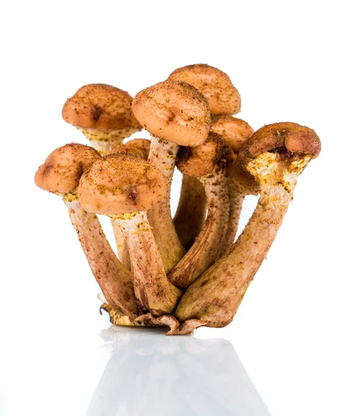 Mushroom a honey agaric — Stock Photo, Image