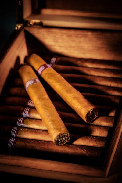 Cigarros en humidor —  Fotos de Stock