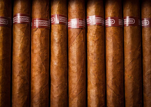 Cigarros de fondo en humidor —  Fotos de Stock