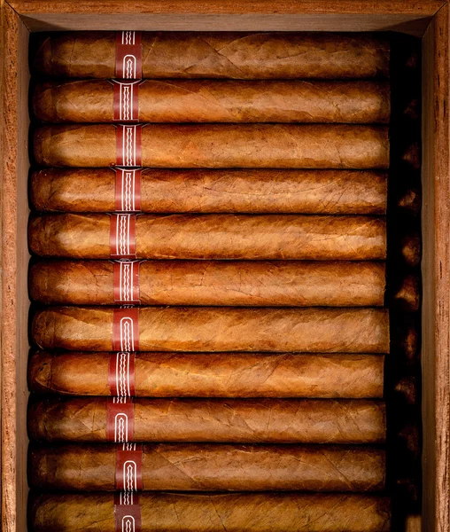 Sigaren in humidor — Stockfoto