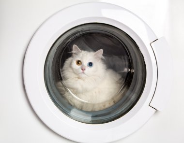 çamaşır makinesi ve kedi