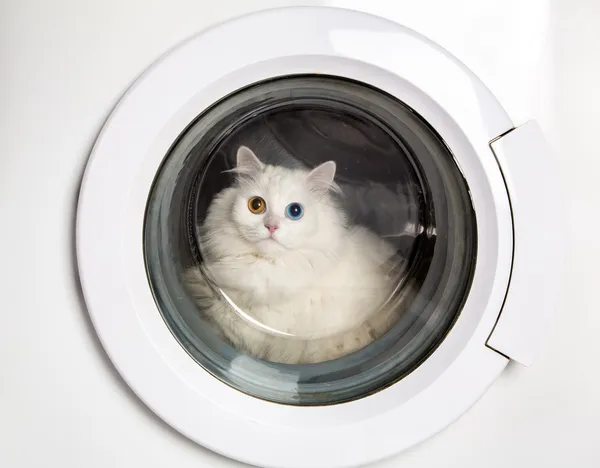 Çamaşır makinesi ve kedi — Stok fotoğraf
