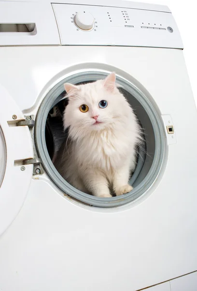 洗濯機と猫 — ストック写真