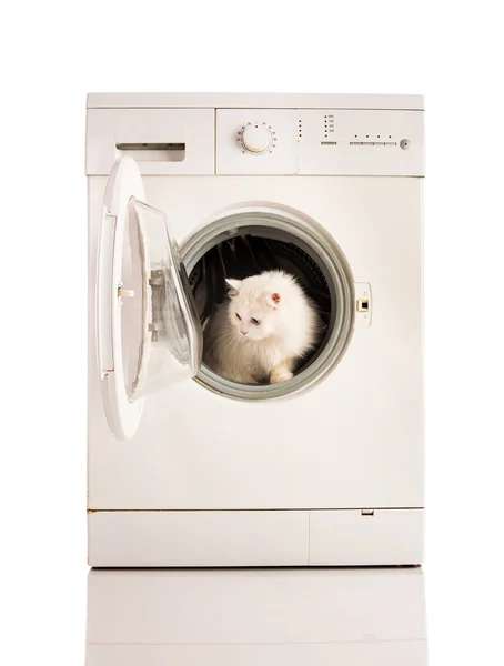 Wasmachine en kat — Stockfoto