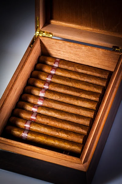 Cigarros en humidor — Foto de Stock