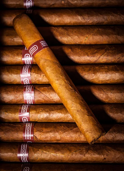 Cigars in humidor — Stock Photo, Image