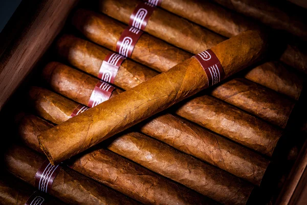 Sigaren in humidor — Stockfoto