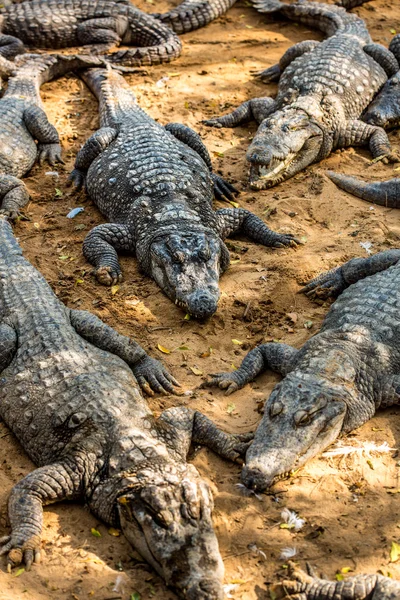 Krokodil alligator — Stockfoto