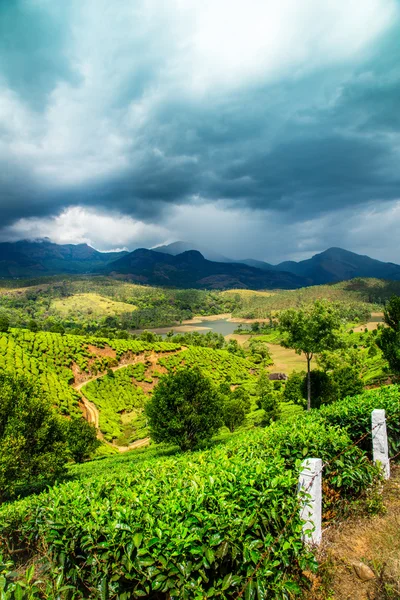 Plantações de chá em Índia — Fotografia de Stock