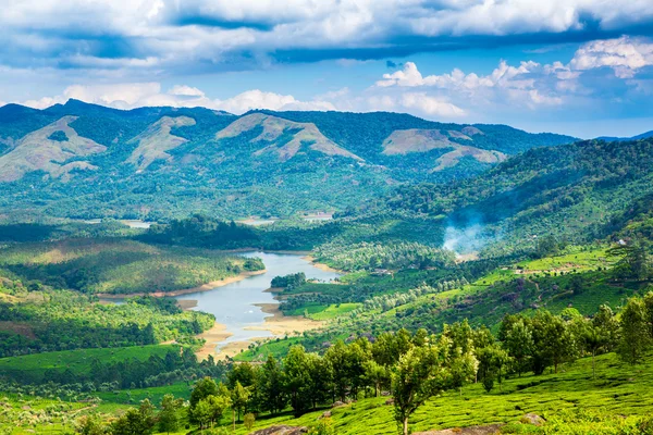 Hindistan 'da çay tarlaları — Stok fotoğraf