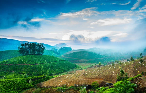 Plantaciones de té en India — Foto de Stock