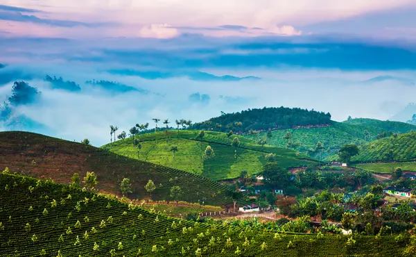 Teeplantagen in Indien — Stockfoto