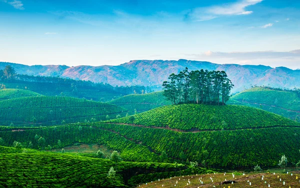 Čajové plantáže v Indii — Stock fotografie