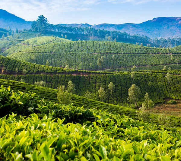Plantacje herbaty w Indiach — Zdjęcie stockowe