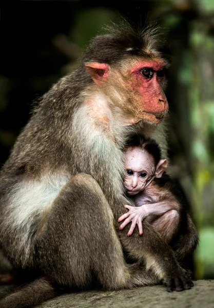 Baby monkey - Macacus mulatta also called the rhesus monkey — Stock Photo, Image