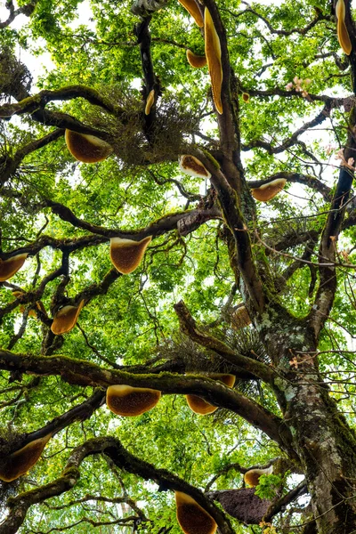 Bienenstock hängt über einem Baum in Indien — Stockfoto