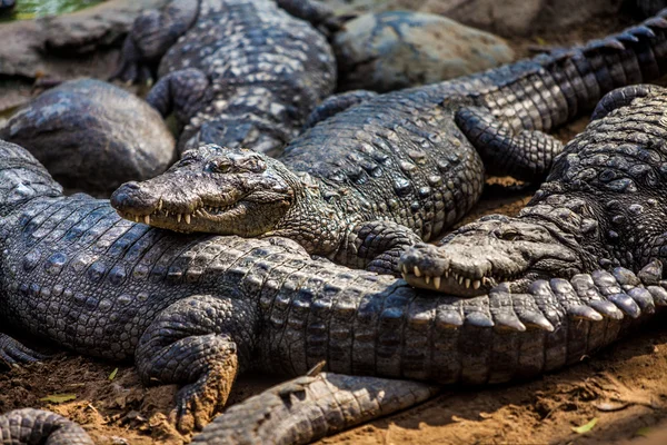 Krokodil alligator — Stockfoto