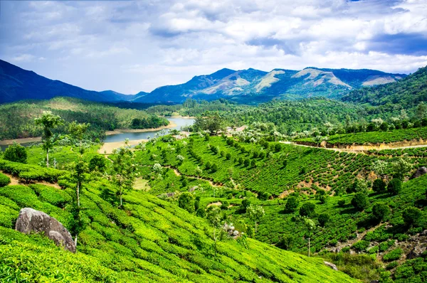 Hindistan 'da çay tarlaları — Stok fotoğraf