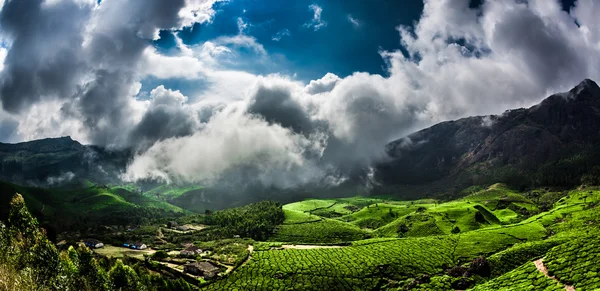 Плантації чаю в Індії. — стокове фото