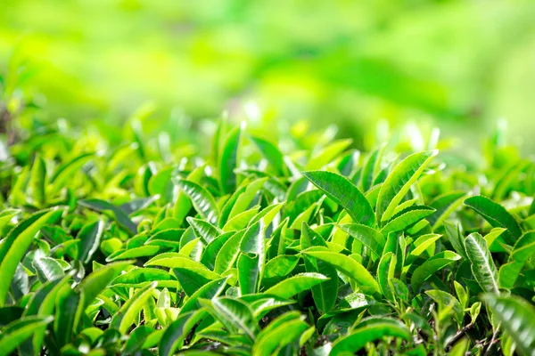 Plantaciones de té en India — Foto de Stock