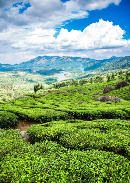 Teeplantagen in Indien — Stockfoto