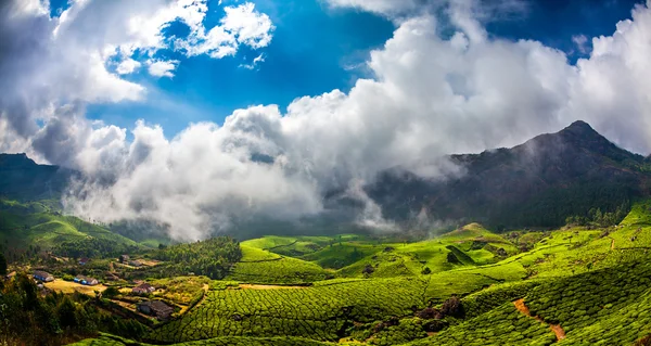 Hindistan 'da çay tarlaları — Stok fotoğraf