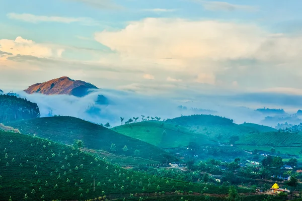 Plantaciones de té en India — Foto de Stock