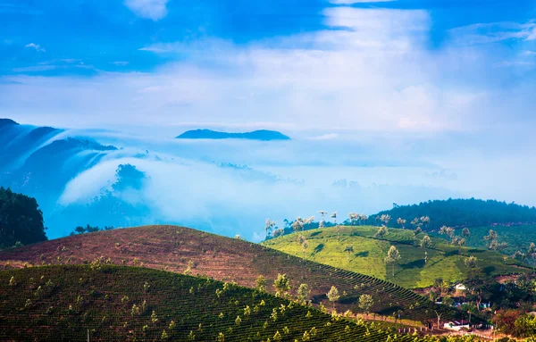 Piantagioni di tè in India — Foto Stock