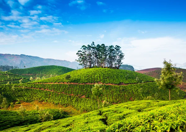 Plantacje herbaty w Indiach — Zdjęcie stockowe