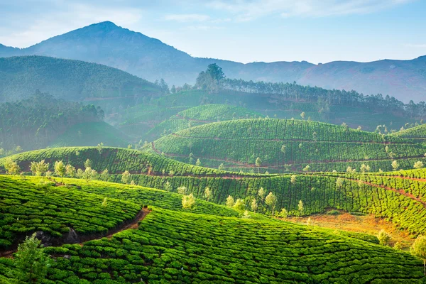 Plantaciones de té en India — Foto de Stock