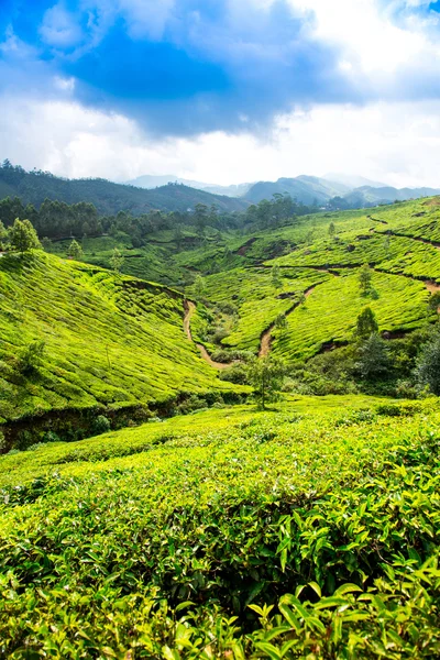 Plantaciones de té en India — Foto de Stock