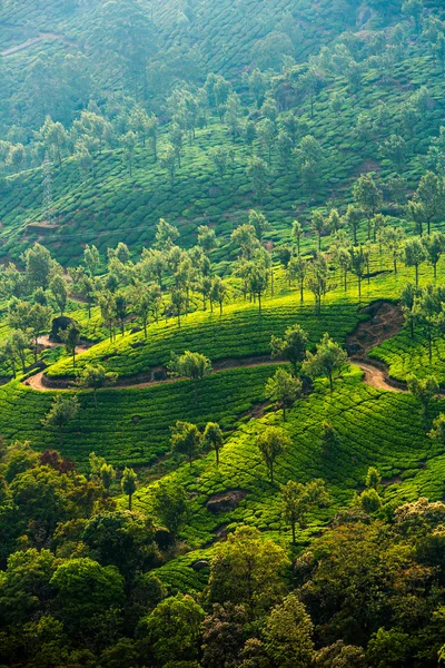 印度的茶园 — 图库照片