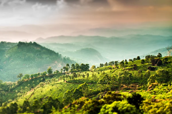 Plantações de chá na Índia (lente tilt shift ) — Fotografia de Stock